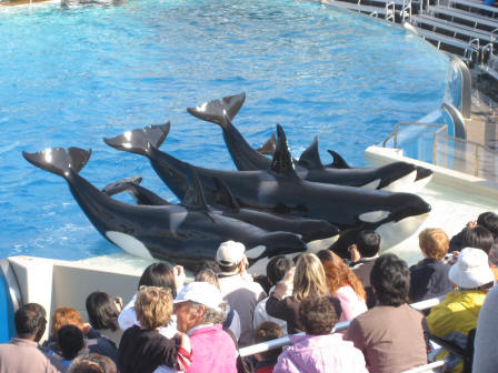 Finale of Killer whale show at Sea World, San Diego, California,USA